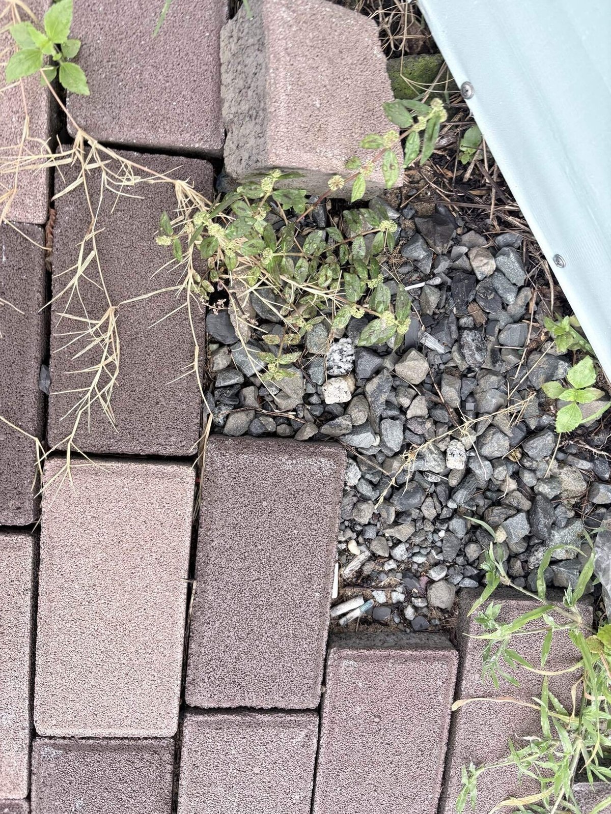 ベトナムでお食い初めをしたの画像1